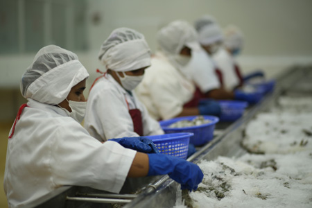 shrimp processing